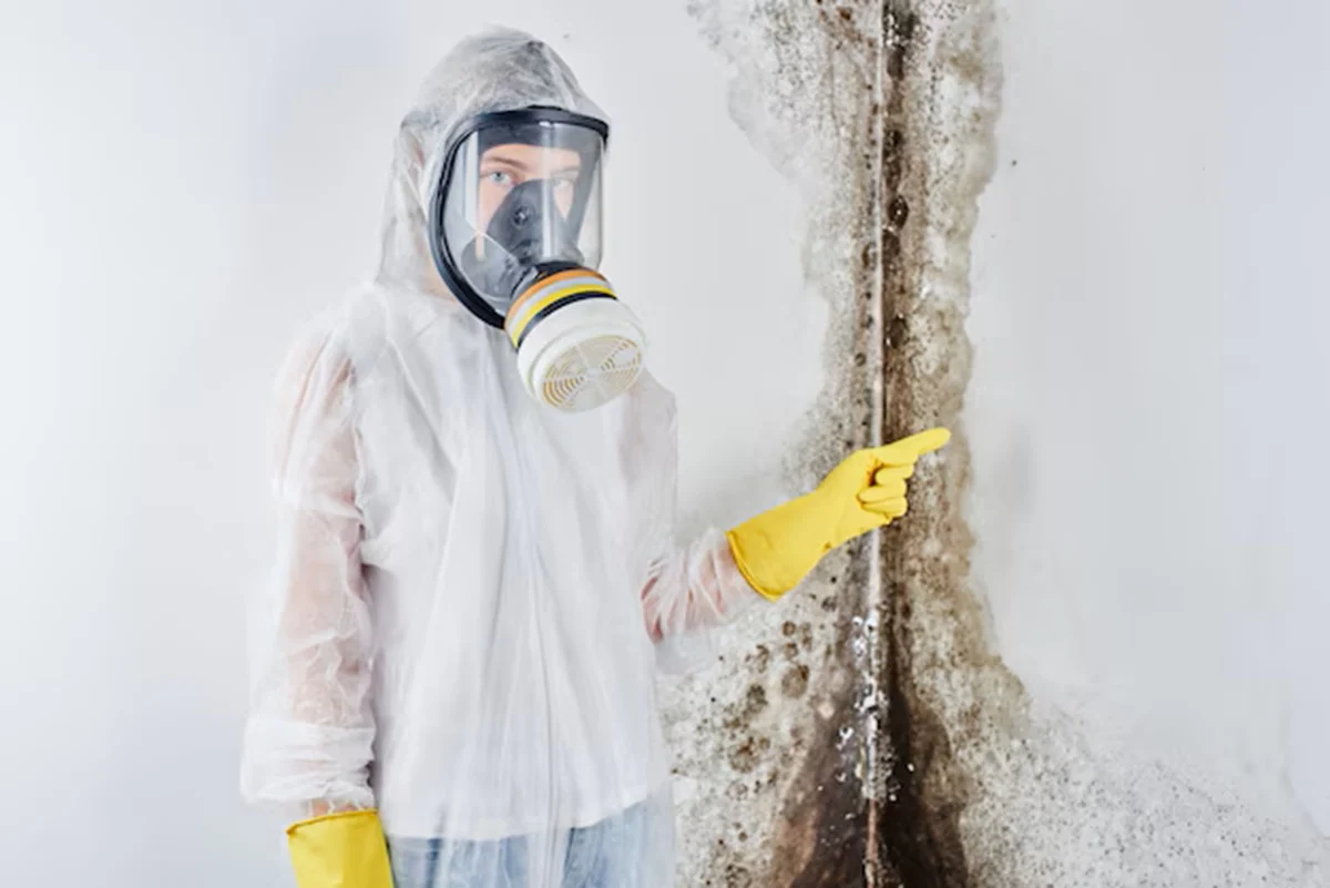 Mold Removal Services in Riverside
