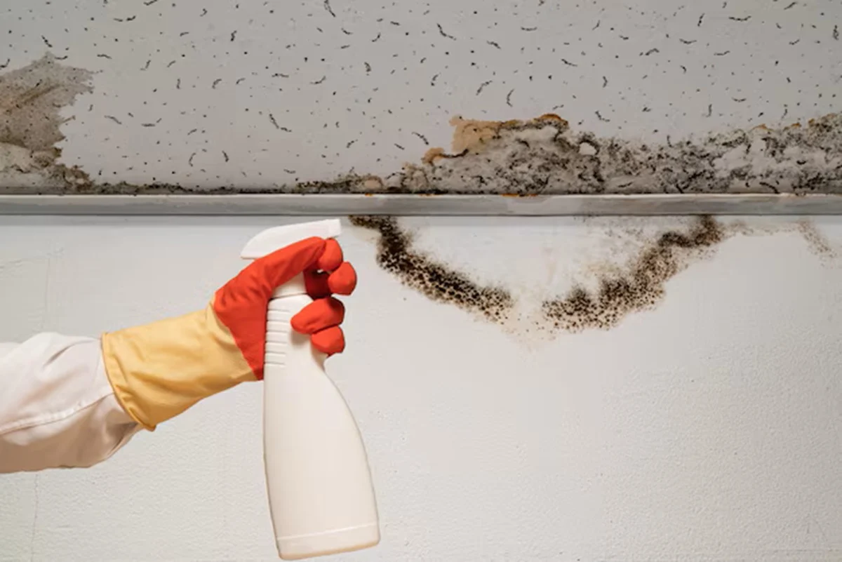 Mold Removal